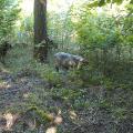 2012-07-12 10 Vilddjur i skogen i Lojsta