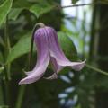 2019-06-11 Clematis Hedvig E