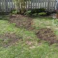 2019-05-05 Dålig gräsmatta som just har bättringssåtts (Till höger visade sig vara en häxring)
