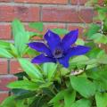 2013-07-11 Clematis i Rhododenron
