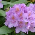 2016-06-03 Rhododendron 1