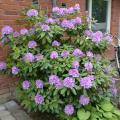 2016-06-03 Rhododendron 2