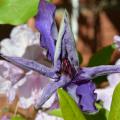 2016-06-12 Clematis i Rhododenron