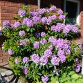 2016-06-12 Rhododendron