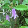 2018-06-03 Clematis Hedvig E