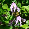 2018-06-06 Clematis Hedvig E
