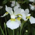 2019-06-25 Det var flera år sen den vita irisen blommade