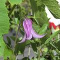 2021-06-10 Clematis Hedvig E