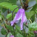 2022-06-11 Clematis Hedvig E