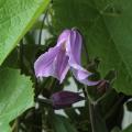 2023-06-06 Clematis Hedvig E