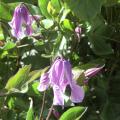 2023-06-10 Clematis Hedvig E